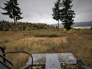 Brush clearing in Woodland Washington