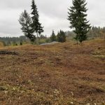 Brush clearing in Woodland Washington