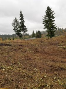 Brush clearing in Woodland Washington