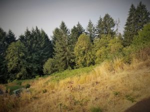 Brush clearing in Woodland Washington