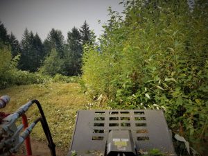 Land clearing in Woodland Washington