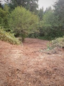 Land clearing in Clark County Washington