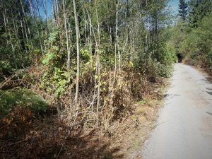 Brush clearing in Portland Oregon