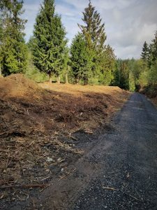 Brush clearing in Portland Oregon