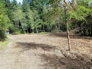 Brush clearing in Clark County WA