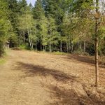 Brush clearing in Clark County WA