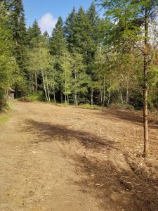 Brush clearing in Clark County WA