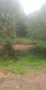 Brush clearing in Clark County WA