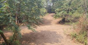 Brush clearing in Clark County WA